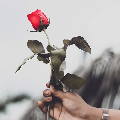 Rose Day